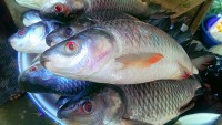 /album/photogalery-fish-species/a1-jpg5/