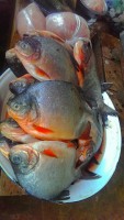 /album/photogalery-fish-species/a2-jpg5/