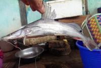 /album/photogalery-fish-species/a3-jpg6/