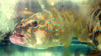 /album/photogalery-fish-species/a4-jpg4/