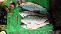/album/photogalery-fish-species/a6-jpg5/
