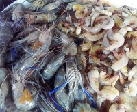 /album/photogalery-fish-species/a6edited-jpg/