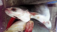 /album/photogalery-fish-species/a7edited-jpg/