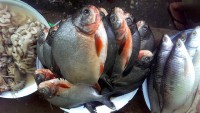 /album/photogalery-fish-species/a10edited-jpg/