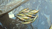 /album/photogalery-fish-species/a11-jpg2/