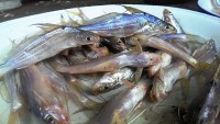 /album/photogalery-fish-species/a11edited-jpg/