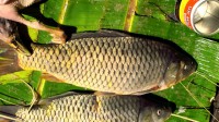 /album/photogalery-fish-species/a12-jpg2/