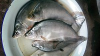 /album/photogalery-fish-species/a12edited-jpg/