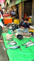 /album/photogalery-fish-species/a13-jpg2/