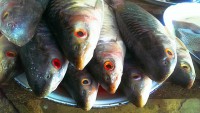 /album/photogalery-fish-species/a17-jpg2/