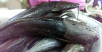 /album/photogalery-fish-species/a17edited-jpg/