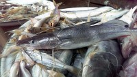 /album/photogalery-fish-species/a18edited-jpg/