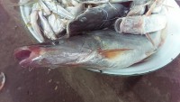/album/photogalery-fish-species/a20edited-jpg/