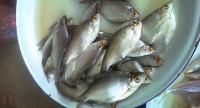 /album/photogalery-fish-species/a21-jpg1/