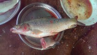 /album/photogalery-fish-species/a21edited-jpg/