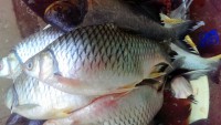 /album/photogalery-fish-species/a22edited-jpg/