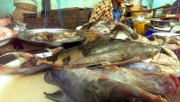 /album/photogalery-fish-species/a24edited-jpg/