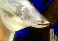 /album/photogalery-fish-species/a26edited-jpg/