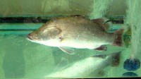 /album/photogalery-fish-species/a28edited-jpg/