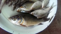 /album/photogalery-fish-species/a30-jpg/