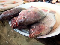 /album/photogalery-fish-species/a31edited-jpg/