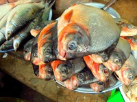/album/photogalery-fish-species/a33edited-jpg/