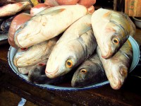/album/photogalery-fish-species/a34edited-jpg/