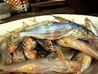 /album/photogalery-fish-species/a36edited-jpg/