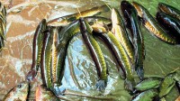 /album/photogalery-fish-species/a44edited-jpg/