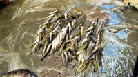 /album/photogalery-fish-species/a45edited-jpg/