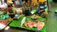/album/photogalery-fish-species/a52edited-jpg/