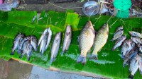 /album/photogalery-fish-species/a54edited-jpg/