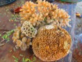 /album/photogalery-ngwe-saung-beach/img-5830-jpg/