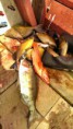 /album/deep-sea-ngwe-saung-beach/imag6979-01-jpeg/